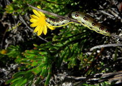 Osteospermum subulatum