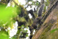 Sciurus deppei