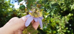 Passiflora bicornis