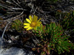Osteospermum subulatum