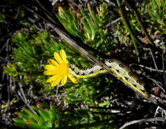 Osteospermum subulatum