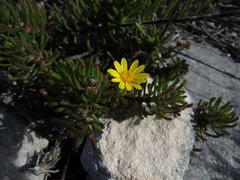 Osteospermum subulatum