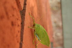 Zabalius ophthalmicus