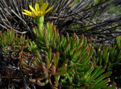 Osteospermum subulatum