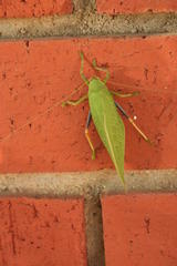 Zabalius ophthalmicus