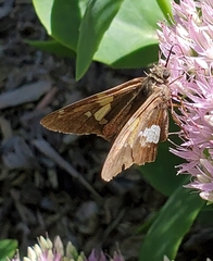 Epargyreus clarus