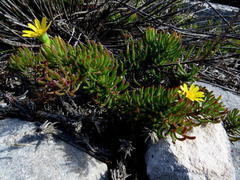 Osteospermum subulatum