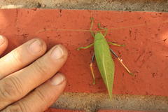 Zabalius ophthalmicus