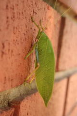 Zabalius ophthalmicus