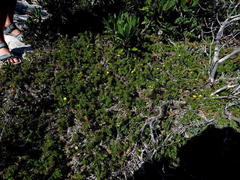 Osteospermum subulatum
