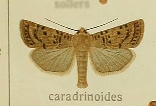 Rhyacia caradrinoides