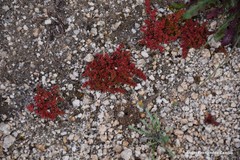 Crassula vaillantii