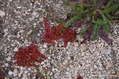 Crassula vaillantii