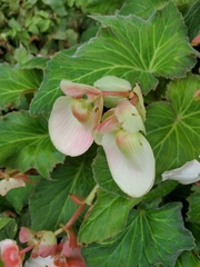 Begonia × tuberhybrida