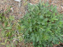 Potentilla chrysantha