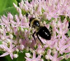 Bombus impatiens