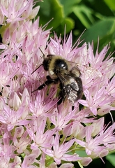 Bombus impatiens