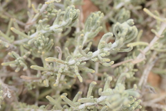 Teucrium capitatum majoricum