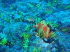 Chirodactylus brachydactylus