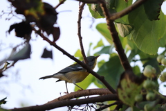 Setophaga pitiayumi insularis