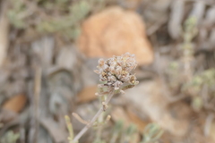 Teucrium capitatum majoricum