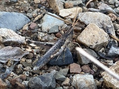 Acantherus piperatus