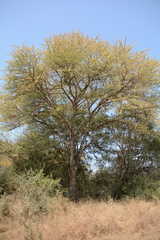 Vachellia robusta clavigera