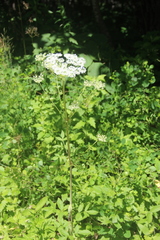 Angelica cincta
