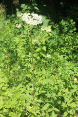 Angelica cincta