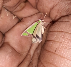 Agathia laetata