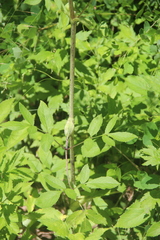 Angelica cincta