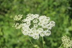 Angelica cincta