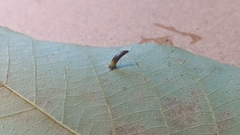 Caryomyia subulata