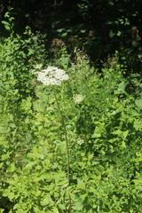 Angelica cincta
