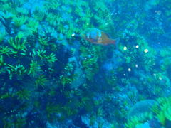 Chrysoblephus laticeps