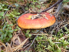 Russula aurea