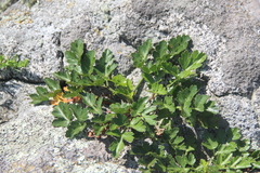Kitagawia litoralis