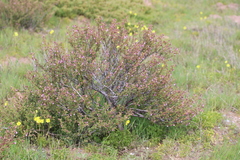 Hermannia heterophylla