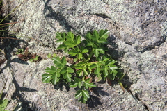Kitagawia litoralis
