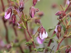 Hermannia heterophylla