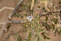Stugeta bowkeri