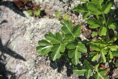 Kitagawia litoralis
