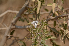 Stugeta bowkeri
