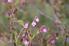 Hermannia heterophylla