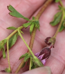 Hermannia heterophylla