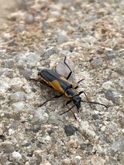 Chauliognathus deceptus
