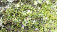 Pinguicula cyclosecta