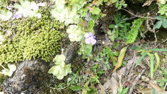 Pinguicula cyclosecta