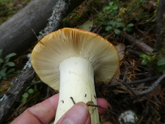 Russula aurea