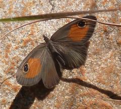 Paternympha narycia